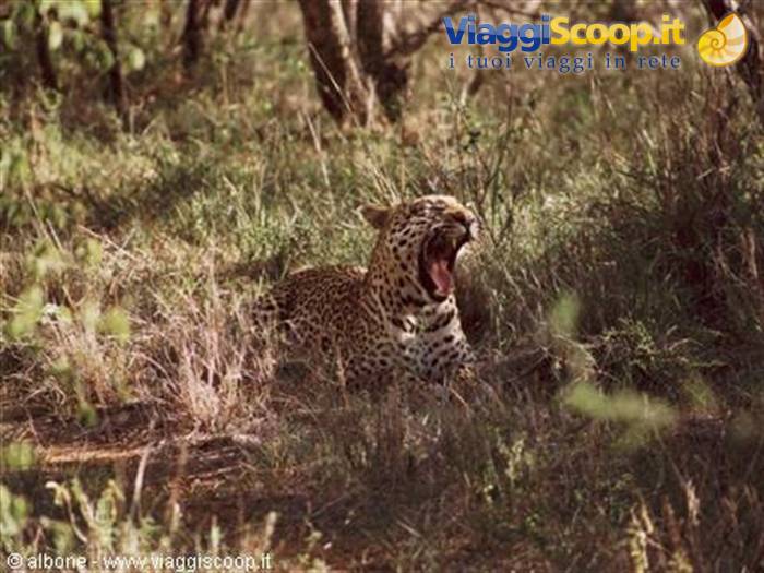 11.3 - Karongwe Game Reserve (Leopard).JPG