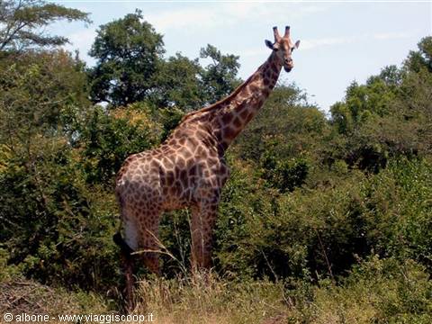 11.9 - Kruger National Park (Giraffe).jpg