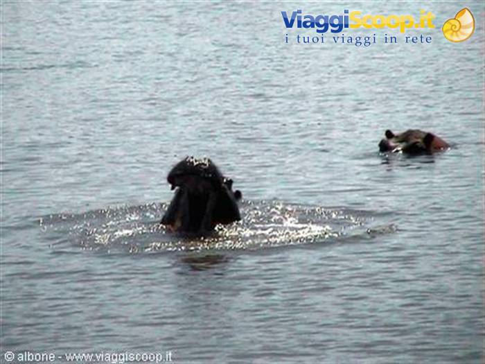 11.12 - Kruger National Park (Hippos).jpg