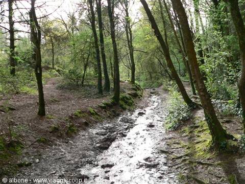 Stream flowing between tall trees and moss in a green forest