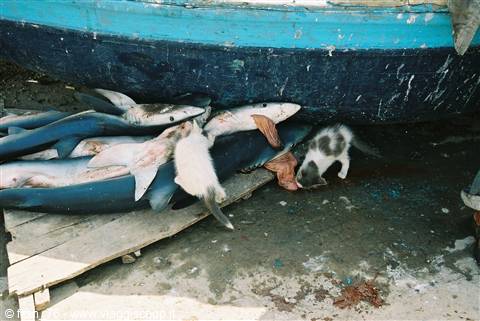 essaouira