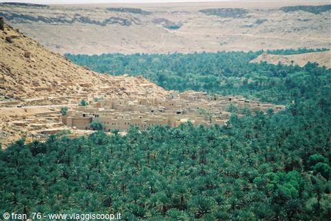 palm grove
