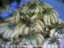 The banana plantation