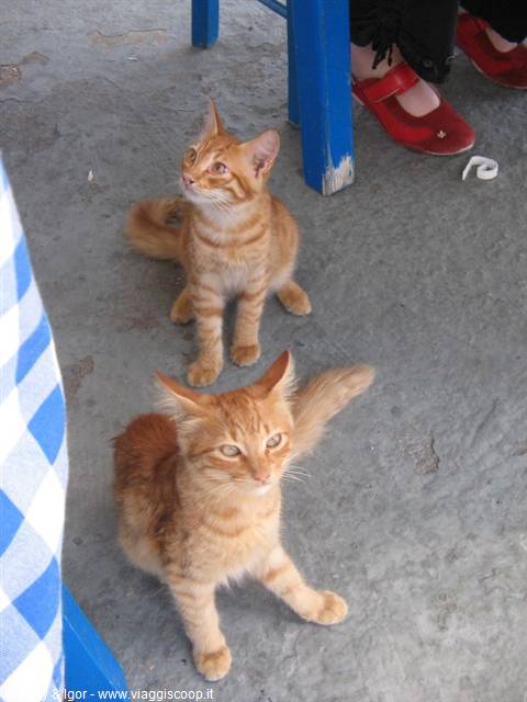 Karpaz kittens