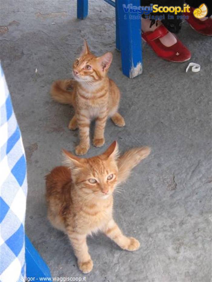 Karpaz kittens