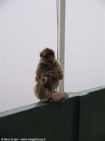 Gibraltar - Its real inhabitants!!!