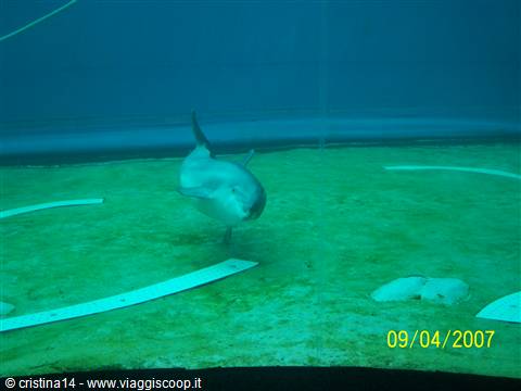 Dolphin