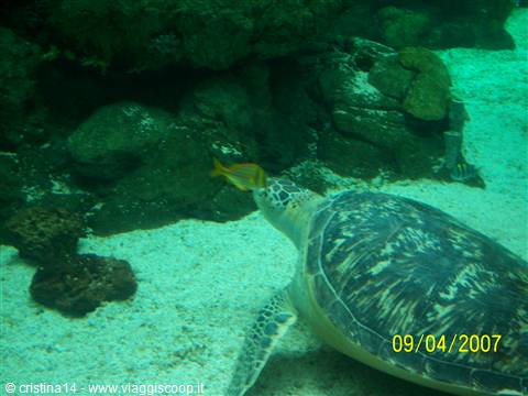 Turtle