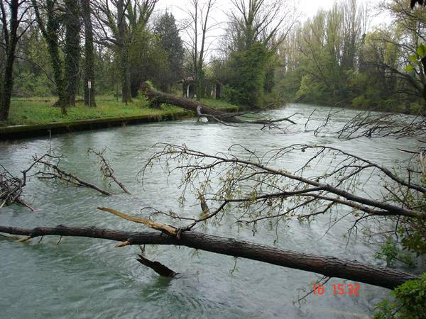 Fallen branches in the Sile river, green water, wet trees under grey sky