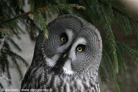 Great grey owl with yellow eyes among spruce branches
