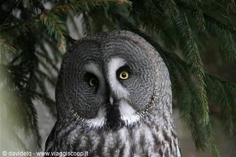 Great grey owl with yellow eyes among fir branches