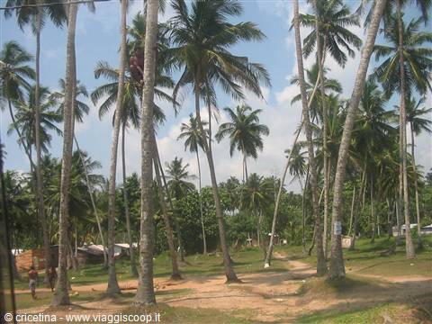 Tall palms along a dirt road, someone climbing a trunk