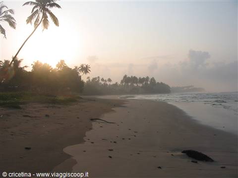 Sunrise over dark sand beach with palm trees