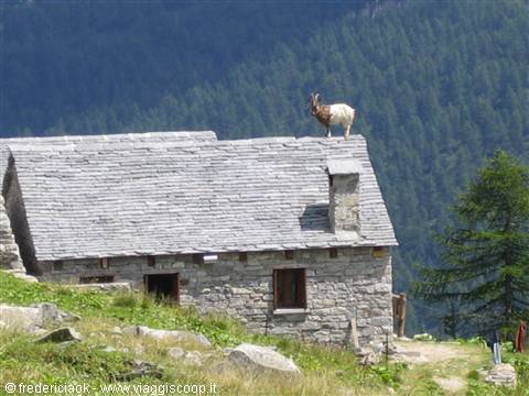Devero - goat