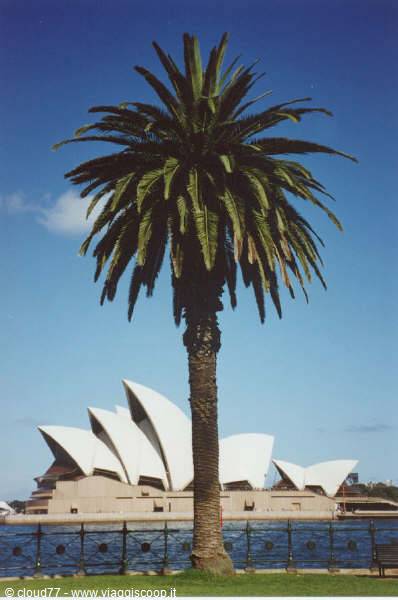 Palm tree in front of Sydney Opera House under blue sky