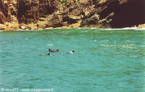 Dolphins swimming in turquoise water near rocky cliffs