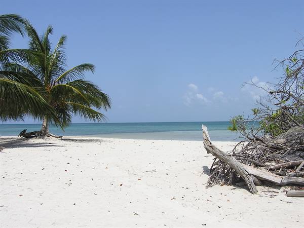 CAYO MACHO