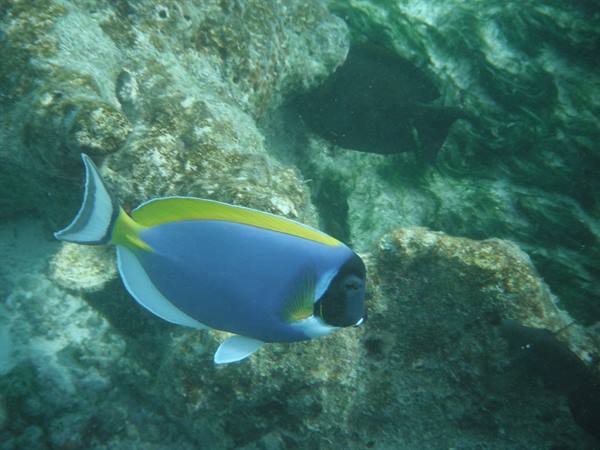 Blue and yellow surgeonfish swims among underwater rocks and algae