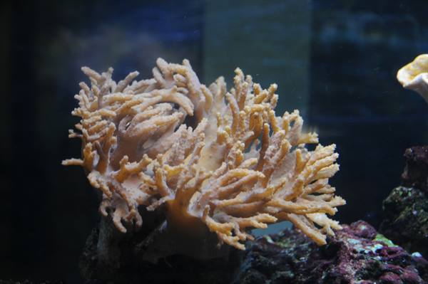 Beige branching soft coral in aquarium tank, artificial light over dark rocks