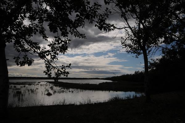Silhouetted trees over a reedy lake beneath dark clouds