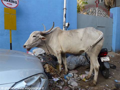 White cow scavenging in garbage between car and motorcycle on urban street