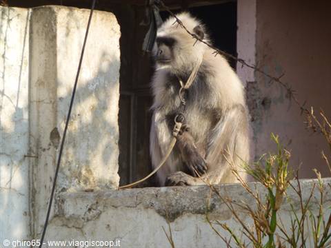 Langur monkey tied with rope on concrete house wall