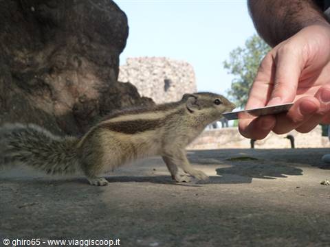 Hand feeds a striped squirrel on ancient stone in sunlight