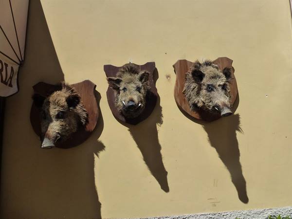 Three taxidermied wild boar heads on wooden plaques, yellow wall