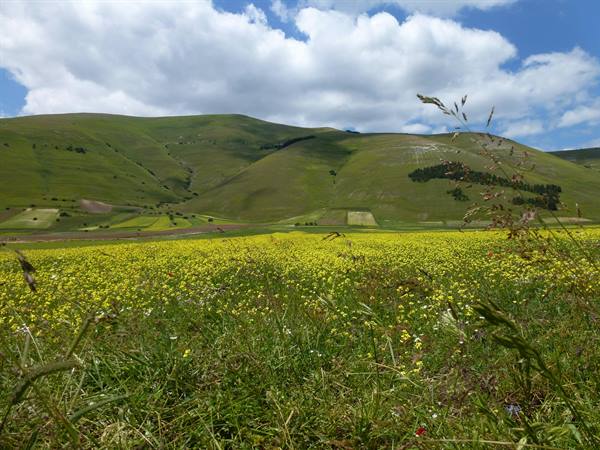Yellow flowering field beneath green hills at Castelluccio di Norcia, white clouds
