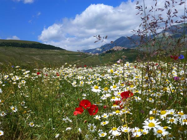 Red poppies and daisies blooming in Castelluccio di Norcia among mountains and clouds