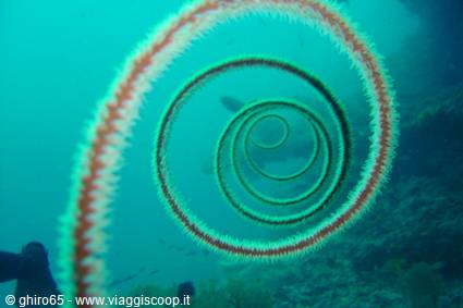 Coral