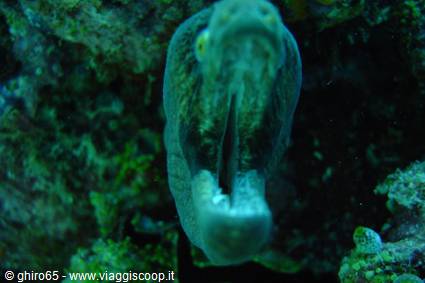 Moray