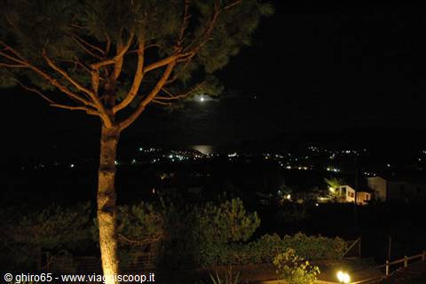 Floodlit pine tree at night above coastal town lights on the sea