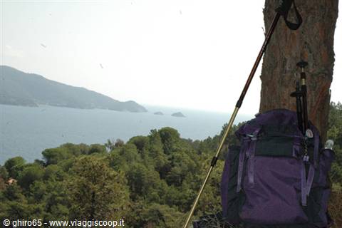 Purple backpack and trekking poles against a pine above the gulf, Portofino