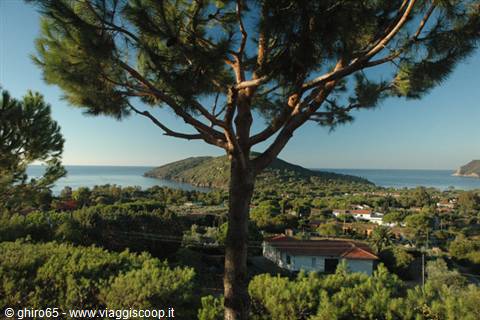 Maritime pine over Procchio bay, Elba Island, warm afternoon light