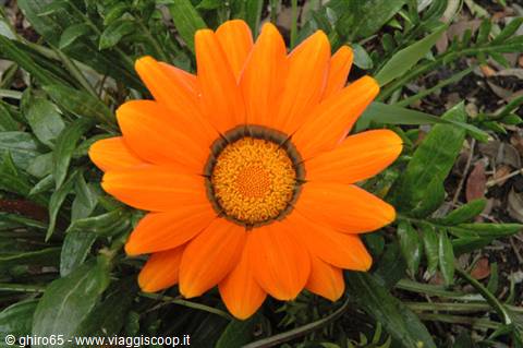 Orange gazania flower among green leaves, natural light