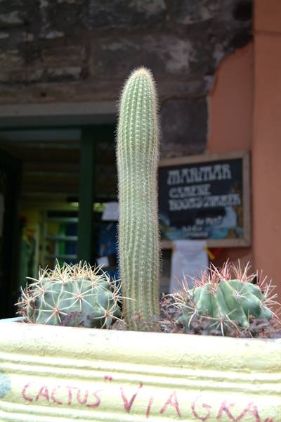 Concrete pot with columnar and round cacti in front of a chalkboard