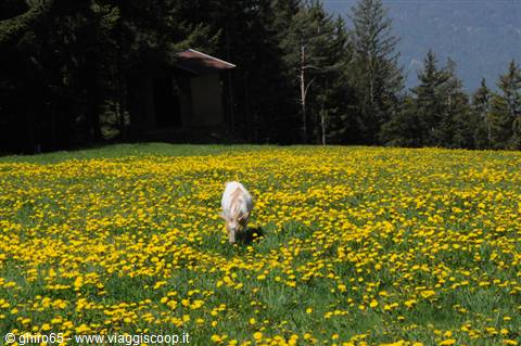 White horse grazing among yellow flowers, conifer forest and mountain hut