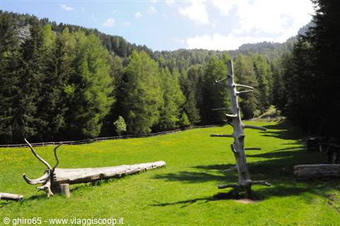 Dead tree trunks on a green meadow surrounded by conifer forest