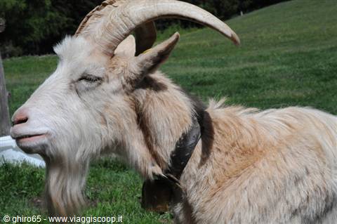 Goat with long horns and a bell around its neck on green grass