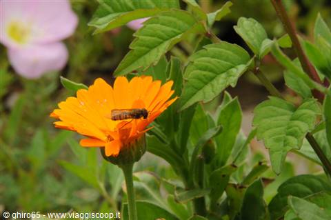 An insect on an orange flower, surrounded by green leaves and a pink bloom