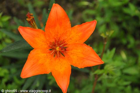 Orange six-petaled lily flower among green leaves