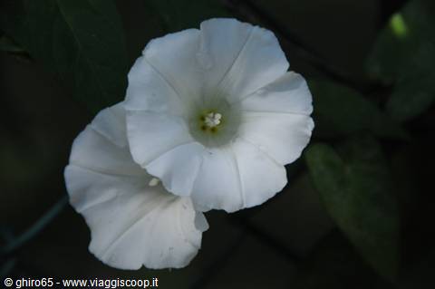 White bindweed flower with trumpet-shaped corolla among dark green leaves