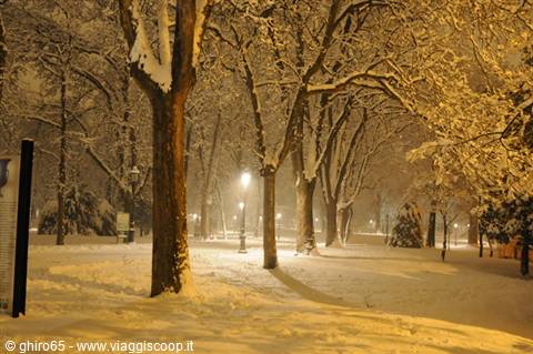 Snow-covered trees in a park at night, lit by street lamps
