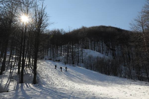 Skiers on snow among bare trees, low sun over wooded slope