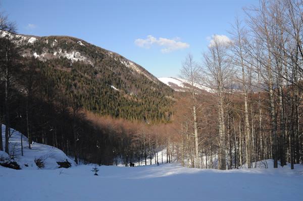 Snow and bare woods on snowy mountain slopes at Campocatino under blue sky
