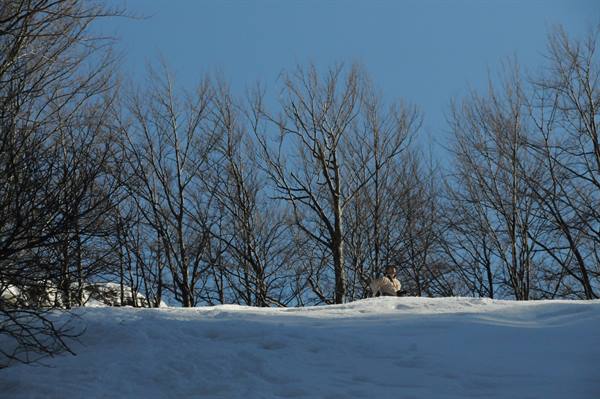 Sheep in snow among bare trees, blue sky, winter light
