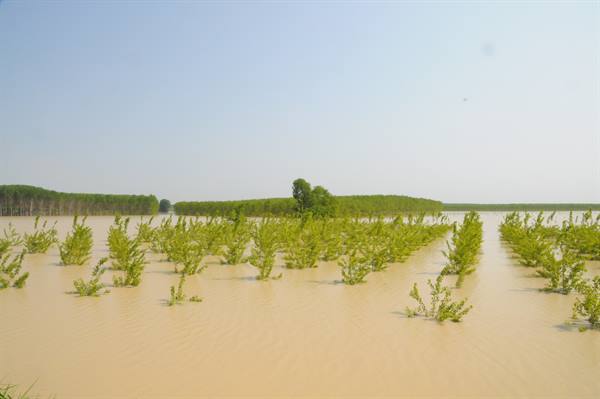 Rows of young trees submerged in muddy floodwater across a field