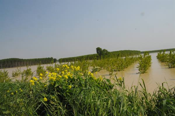 Yellow wildflowers foreground, young trees submerged in muddy floodwater under hazy sky