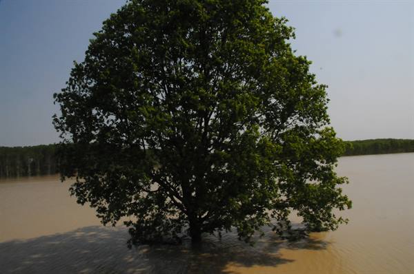 Large green tree standing in brown floodwater under hazy sky